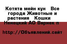 Котята мейн кун - Все города Животные и растения » Кошки   . Ненецкий АО,Варнек п.